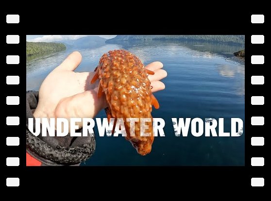 The mysterious underwater creatures of Haida Gwaii |S6-E129|